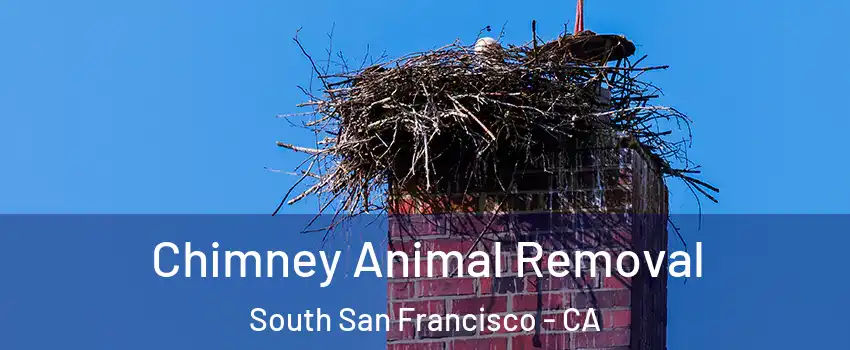 Chimney Animal Removal South San Francisco - CA